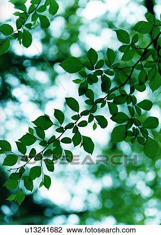 Tree branch and sunlight, Tokyo, Honshu, Japan View Large Photo Image Stock Image - Tree branch and sunlight, Tokyo, Honshu, Japan. Fotosearch