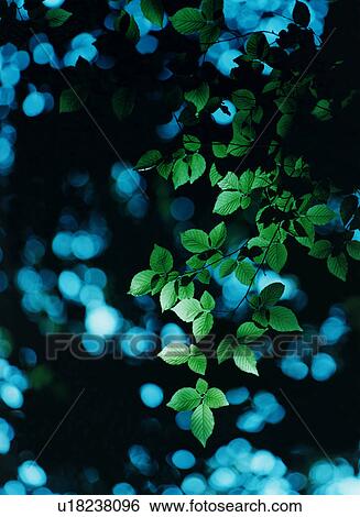 Tree branch and sunlight, Tokyo, Honshu, Japan View Large Photo Image Stock Photograph - Tree branch and sunlight, Tokyo, Honshu, Japan. Fotosearch