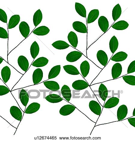 Tree Branches View Large Photo Image Stock Photography - Tree Branches. Fotosearch