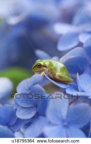 Picture - Tree Frog on Hydrangea Flowers. Fotosearch