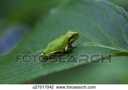 Tree Frog on Leaf View Large Photo Image Stock Image - Tree Frog on Leaf. Fotosearch
