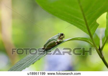 Tree Frog on Leaf View Large Photo Image Stock Photo - Tree Frog on Leaf. Fotosearch