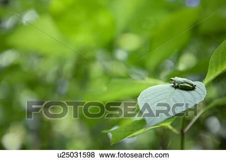 Stock Photo - Tree Frog on Leaf. Fotosearch