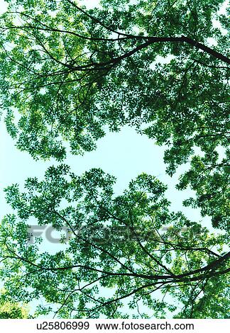 Stock Photo - Tree, low angle view, Tokyo, Honshu, Japan. Fotosearch