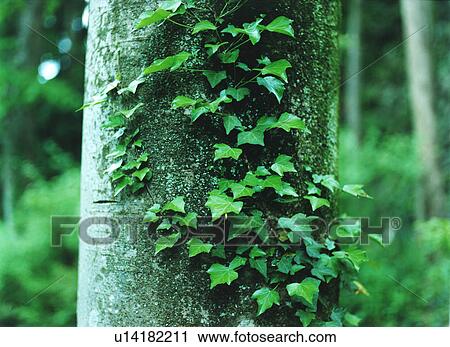 Tree trunk and ivy, Tokyo, Honshu, Japan View Large Photo Image Stock Image - Tree trunk and ivy, Tokyo, Honshu, Japan. Fotosearch