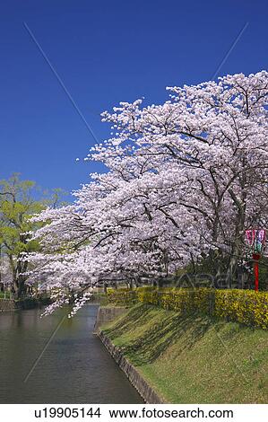 Picture - Tsuruoka park, Yamagata Prefecture, Honshu, Japan. Fotosearch