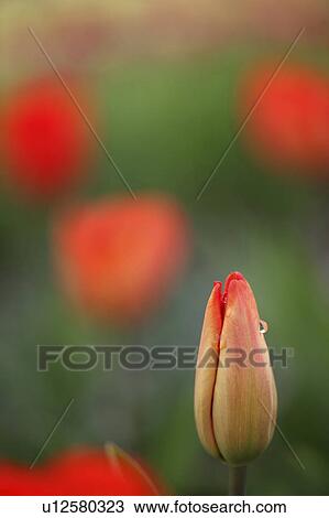Tulip View Large Photo Image Stock Image - Tulip. Fotosearch