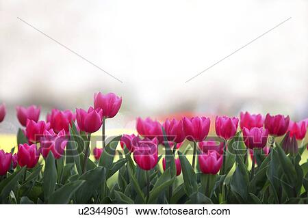 Tulip View Large Photo Image Stock Image - Tulip. Fotosearch