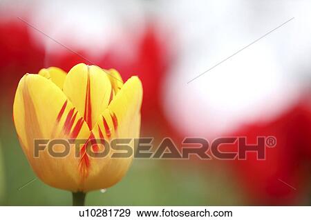 Tulip View Large Photo Image Stock Photo - Tulip. Fotosearch