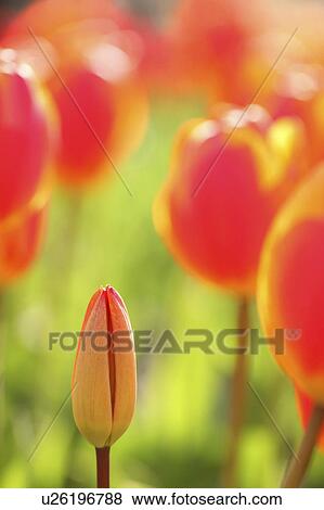 Tulip View Large Photo Image Stock Photo - Tulip. Fotosearch