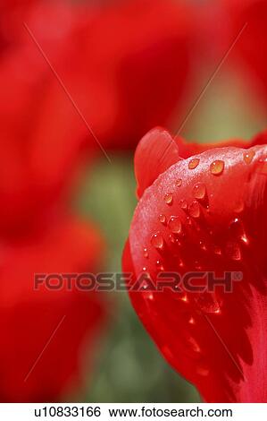 Stock Photograph - Tulip. Fotosearch