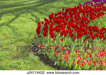Stock Image - Tulips at Showa Kinen Park, Tokyo, Honshu, Japan. Fotosearch