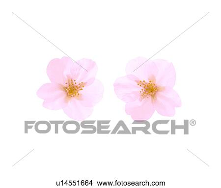 Picture - Two Cherry Blossoms. Fotosearch