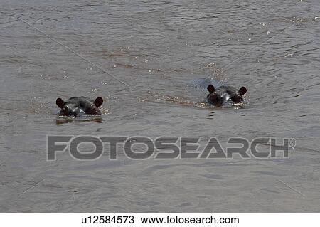 Two Hippos Underwater View Large Photo Image Stock Image - Two Hippos Underwater. Fotosearch