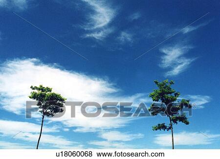 Two trees, Iwate Prefecture, Honshu, Japan View Large Photo Image Stock Photo - Two trees, Iwate Prefecture, Honshu, Japan. Fotosearch