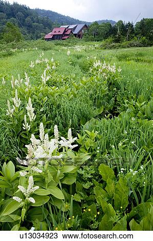 Veratrum stamineum blooming at Tsugaike Natural Park View Large Photo Image Stock Image - Veratrum stamineum blooming at Tsugaike Natural Park. Fotosearch
