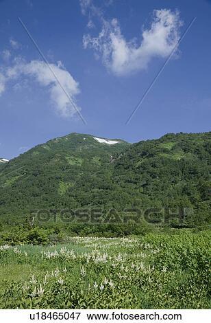 Stock Photo - Veratrum stamineum blooming at Tsugaike Natural Park. Fotosearch