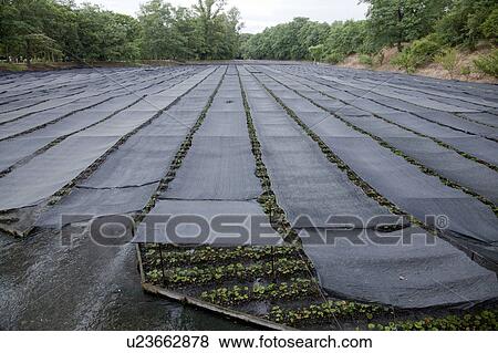 Stock Photo - Wasabi Field. Fotosearch