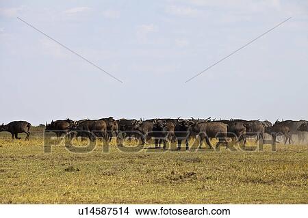 Picture - Water Buffalos. Fotosearch