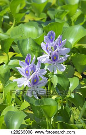 Stock Photo - Water hyacinth, Saitama Prefecture, Honshu, Japan. Fotosearch