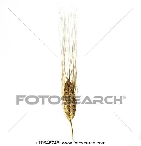 Stock Photo - Wheat Crop. Fotosearch
