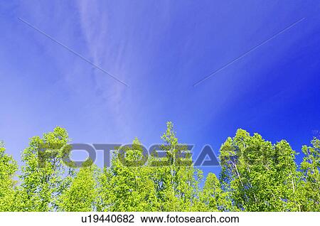 White Birch Trees and Blue Sky View Large Photo Image Stock Image - White Birch Trees and Blue Sky. Fotosearch