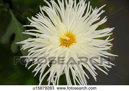 Stock Image - White Chrysanthemum Flower. Fotosearch
