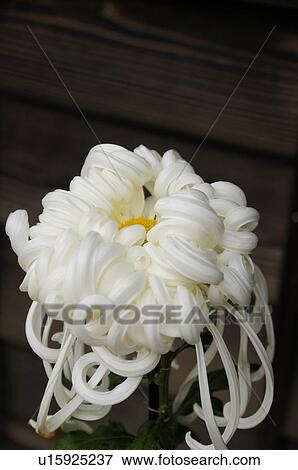 Stock Photo - White Chrysanthemum Flower. Fotosearch