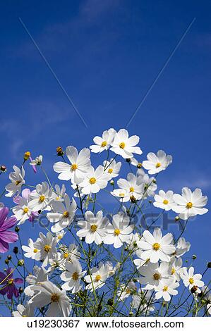 White Cosmos Flowers View Large Photo Image Stock Photo - White Cosmos Flowers. Fotosearch