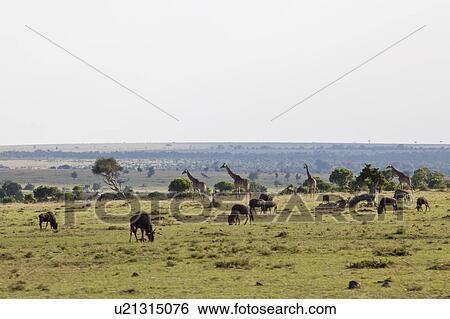 Stock Photograph - Wildebeests and Giraffes in Savannah. Fotosearch
