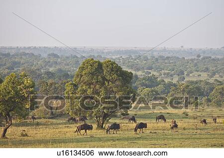 Wildebeests in Savannah View Large Photo Image Stock Photograph - Wildebeests in Savannah. Fotosearch