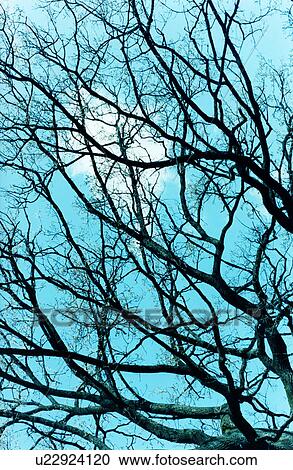 Winter tree, Tokyo, Honshu, Japan View Large Photo Image Stock Image - Winter tree, Tokyo, Honshu, Japan. Fotosearch