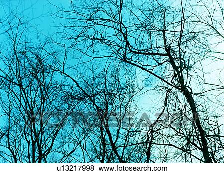 Stock Photo - Winter tree, Tokyo, Honshu, Japan. Fotosearch