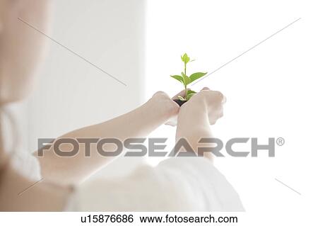 Stock Photograph - Woman Holding Seedling in Her Hands. Fotosearch