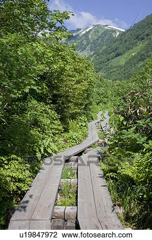 Wooden Boardwalk at Tsugaike Natural Park View Large Photo Image Stock Image - Wooden Boardwalk at Tsugaike Natural Park. Fotosearch
