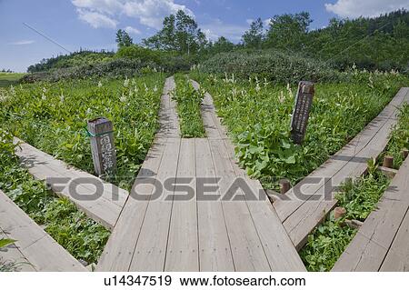 Wooden Boardwalk at Tsugaike Natural Park View Large Photo Image Stock Photo - Wooden Boardwalk at Tsugaike Natural Park. Fotosearch