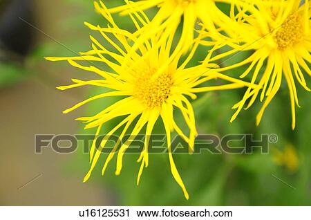 Yellow Chrysanthemum flowers View Large Photo Image Stock Image - Yellow Chrysanthemum flowers. Fotosearch
