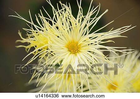 Yellow Chrysanthemum Flowers View Large Photo Image Stock Photograph - Yellow Chrysanthemum Flowers. Fotosearch