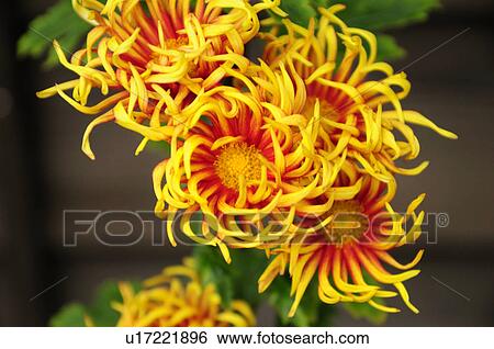 Yellow Chrysanthemum Flowers View Large Photo Image Stock Photograph - Yellow Chrysanthemum Flowers. Fotosearch