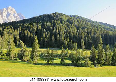 Stock Photo - Yellow Flowers and Mountains in Santa Maddalena, Italy. Fotosearch