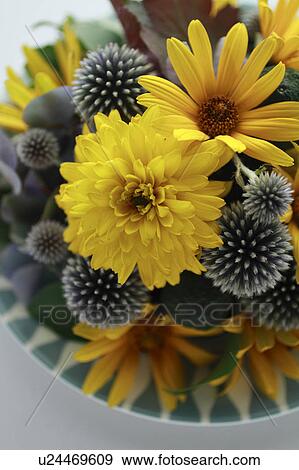 Yellow Flowers, Globe Thistle, and Autumn Hydrangea View Large Photo Image Stock Photo - Yellow Flowers, Globe Thistle, and Autumn Hydrangea. Fotosearch