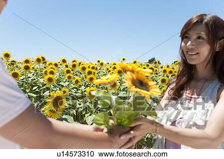 Young Couple Holding Hands in Sunflower Field View Large Photo Image Stock Image - Young Couple Holding Hands in Sunflower Field. Fotosearch