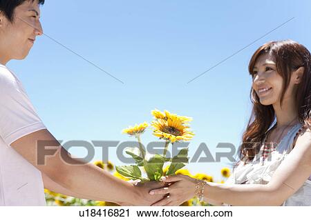 Young Couple Holding Hands in Sunflower Field View Large Photo Image Stock Image - Young Couple Holding Hands in Sunflower Field. Fotosearch