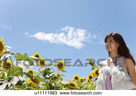 Young Woman in Sunflower Field View Large Photo Image Stock Image - Young Woman in Sunflower Field. Fotosearch