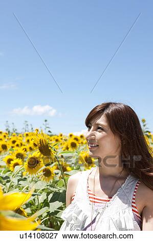 Young Woman in Sunflower Field View Large Photo Image Stock Photo - Young Woman in Sunflower Field. Fotosearch