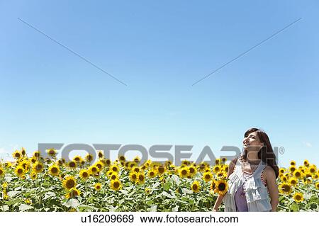 Young Woman in Sunflower Field View Large Photo Image Stock Photo - Young Woman in Sunflower Field. Fotosearch