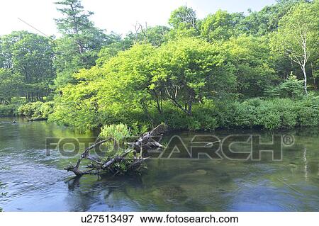 Stock Photo - Yugawa River, Nikko, Tochigi Prefecture, Honshu, Japan. Fotosearch