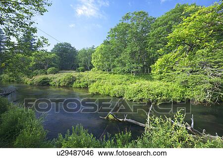Stock Photograph - Yugawa River, Nikko, Tochigi Prefecture, Honshu, Japan. Fotosearch