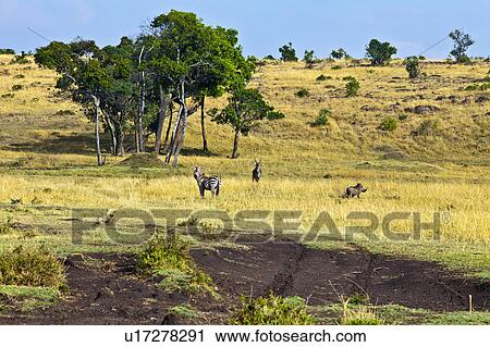 Stock Image - Zebras in Savannah. Fotosearch