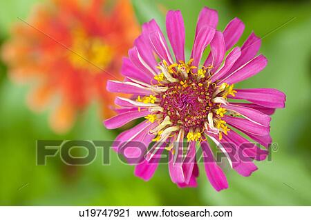 Zinnia Flower View Large Photo Image Stock Image - Zinnia Flower. Fotosearch